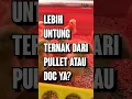 Download Lagu Ternak Ayam Petelur Dari PULLET Atau Dari DOC???