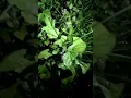 Lagu suara jangkrik alam di tepi hutan