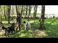 Download Lagu 18 CAINI CIOBANESTI CARE NIMICESC URSUL, AI LUI MARIN CHIOJDEANU, CIOBAN CU EXPERIENTA! IN PADURE.