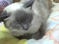 Cat 14161 a beautiful Blue Point Siamese mix female