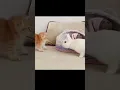 Download Lagu KUCING LUCU MAIN SAMA KELINCI😻 #viral #cutecat #kucing #shorts #short