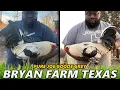 Joe Goode Grey Ronnie Bryant Farm Texas - Beautiful Birds