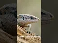 Download Lagu Shocking story of Lizard