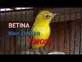 Download Lagu Suara Pleci BETINA Untuk Memancing EMOSI Pleci JANTAN