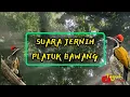 Download Lagu pelatuk bawang volume jernih