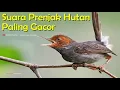 Download Lagu masteran burung prenjak untuk kejuaraan kompetisi