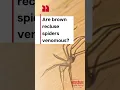 Are brown recluse spiders venomous