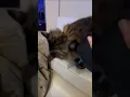 Massage for Cats Living the Life