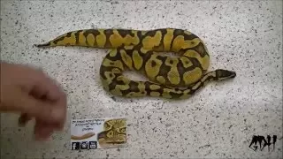 Enchi Pastel Yellowbelly Ball Python Showcase