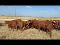 Cattle Range Listing 608C458