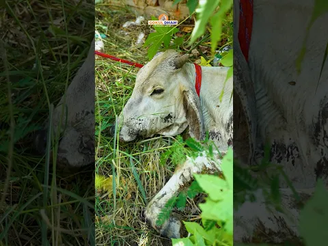 Rescue Sick Cow | Injured Brutally | Scratching full body #cow #animals #fyp