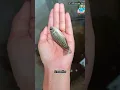 Download Lagu Tilapia fish life cycle / tilapia fish farming / farm and fish /how to make money by farming tilapia