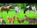 Download Lagu Interesting Animals - Cats, Rabbits, Hippos, Horses, Cows, Chickens, Goats - Animal Sounds