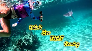 SDA254 Unexpected Shark