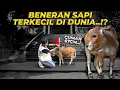 Lagu BENERAN KERDIL! SAPI JAENAB GA SAMPE 1 METER TINGGINYA!