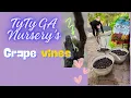 planting bare root grape vines from TyTy nursery Zone 7 April 2024