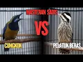 Download Lagu KOMBINASI MASTERAN JUARA !! CUCAK CUNGKO VS PELATUK BERAS MUDAH DI TIRUKAN