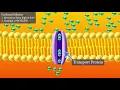 Facilitated Diffusion Short and Sweet version