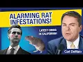 Download Lagu Alarming Rat Infestations! Latest Crisis in California
