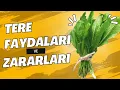 Download Lagu Terenin faydaları ve zararları nelerdir?- Pratik Bilgi Bankası