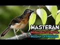 MASTERAN MURAI BATU TROTOL umur 2 bulan MP3||masteran murai batu trotol isian mewah