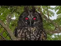 Download Lagu Suara Burung Hantu Paling Seram, Supaya Anak Cepat Tidur. #suara #suaraseram #suarahewanliar