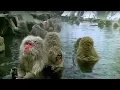 Monkey Spa Cousins BBC Earth