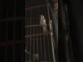 Download Lagu Suara kicau Burung wiwik Kelabu Gacor dgn Rintihan bunyinya yg Merdu...