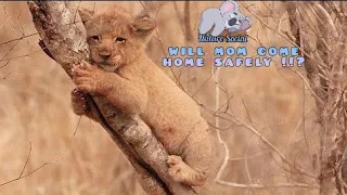 Download Lion cub thought its mother had died because it had not been home all night MP3