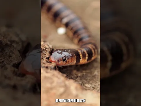 This Is NOT A Snake You See Every Day! Do you know what Snake This Is?