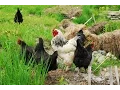 The Importance of Soil Stewardship