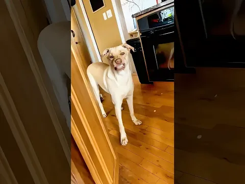 Funny cats and dogs ππ episode 6 #shorts