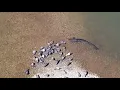 Catfish attack of pigeons