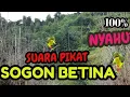 Download Lagu SUARA PIKAT SOGON BETINA GACOR