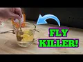 How To DIY Your Own Home Made Fly Trap Solution