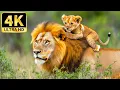 Download Lagu 🌿 4K Animal Kingdom 🌍 Tranquil Wildlife Exploration with Calming Music