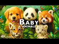 Download Lagu BABY ANIMALS DISCOVERY | 60FPS 4K ULTRA HD #4K #ANIMALS