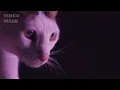 Destroy Everything!  metal cats music video - Hatebreed