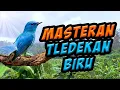 Download Lagu masteran tledekan biru / sikatan biru muda joss untuk pancingan burung. video pemandangan saat hujan