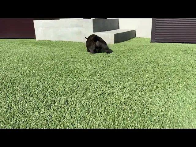 動画
