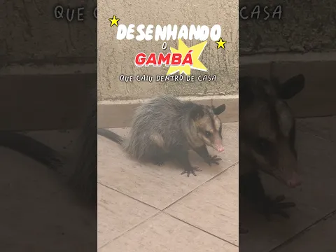 DESENHEI O GAMBÁ QUE CAIU EM CASA #arte