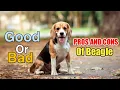 Pros and cons of Beagle beagle good or bad