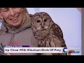Up Close With Illinoisan Birds Of Prey