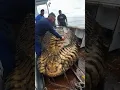 Download Lagu Giant Sea Monsters Caught by Fishermen! 🐙🎣#GiantSeaCreatures #FishingDiscoveries #OceanMysteries