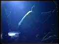 999 - I'm Alive (Live at Klub Foot in London, UK, 1984)