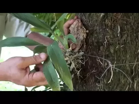 COMO PLANTAR ORQUÍDEA CHERRY BABY EM ÁRVORE