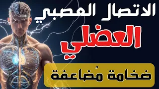 5 طرق لزيادة الضخامة والقوة الاتصال العصبي العضلي ارتباط العقل بالعضل أهميته وطريقة عمله 