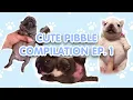 CUTE PIBBLE COMPILATION EP 1