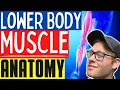 Learn Muscle Anatomy Basic Lower Body Muscle Anatomy For Personal Trainers and Massage Therapists
