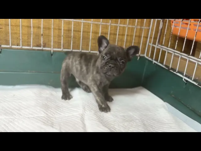 動画
